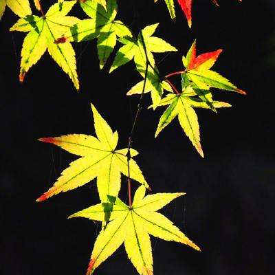 通灵诀游戏下载